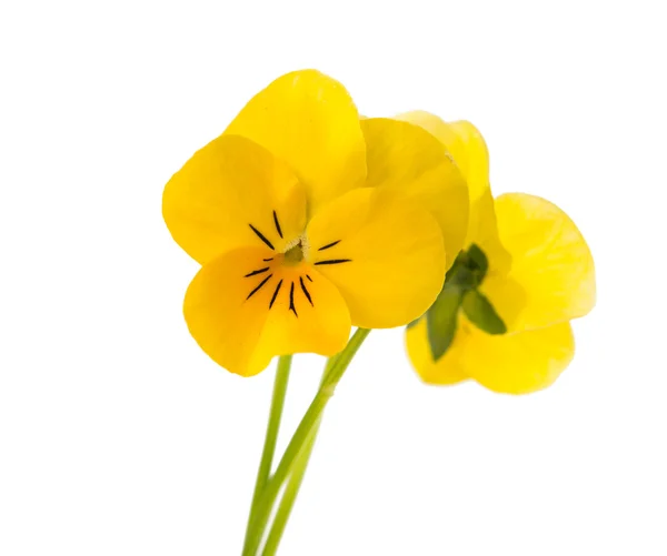 Pensé blomma — Stockfoto