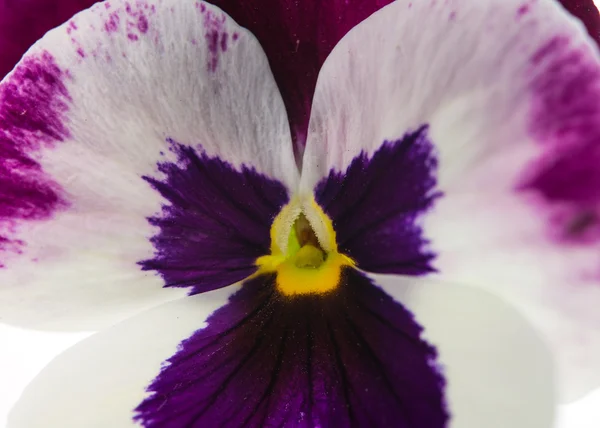 Pansy makro — Zdjęcie stockowe