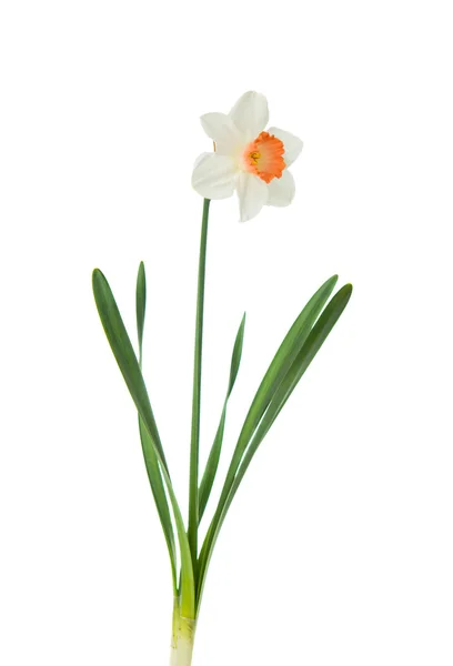 Daffodil isolated — Stock Photo, Image