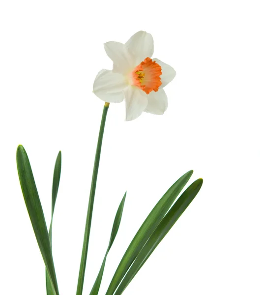 Daffodil isolated — Stock Photo, Image