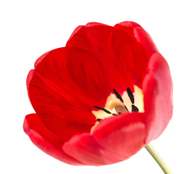 One red tulip — Stock Photo, Image