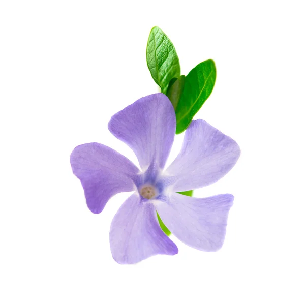 Barwinek kwiat na białym tle — Zdjęcie stockowe