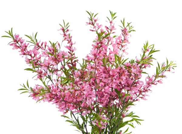 Gren med rosa blommor — Stockfoto