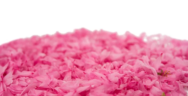 Small pink flower petals — Stock Photo, Image