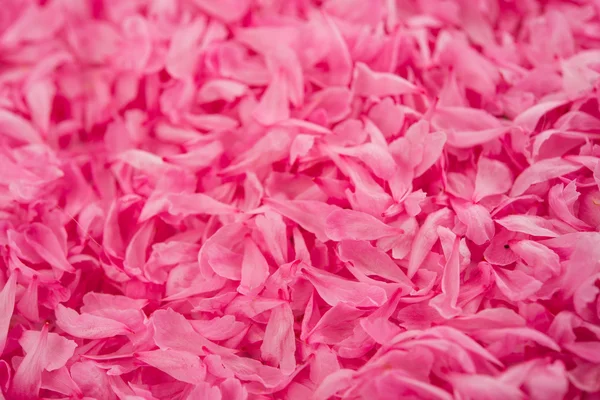 Pequenas pétalas de flores rosa — Fotografia de Stock
