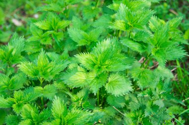 Yeşil ısırgan otu