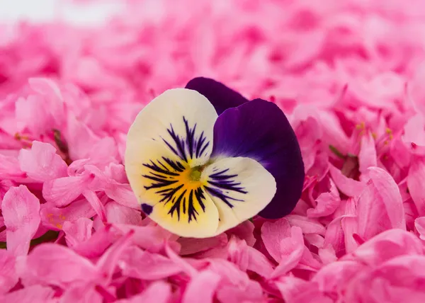 Pansy flor — Fotografia de Stock