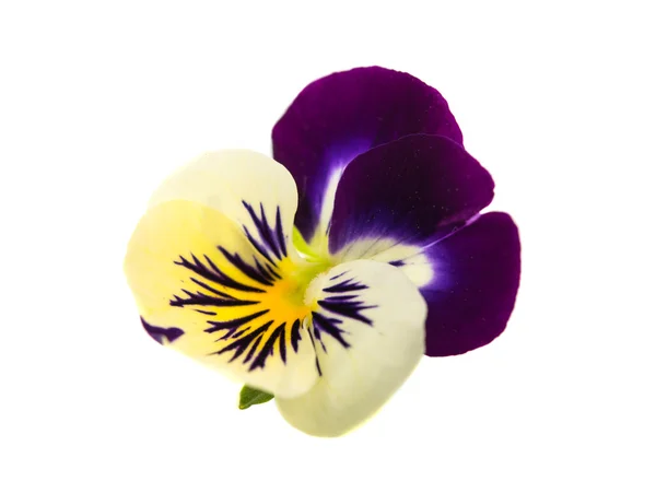 三色紫罗兰花 — 图库照片