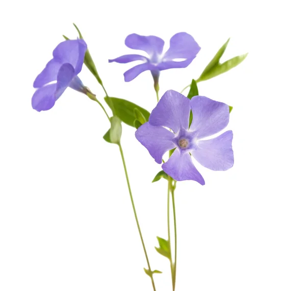Blomma periwinkle isolerade — Stockfoto