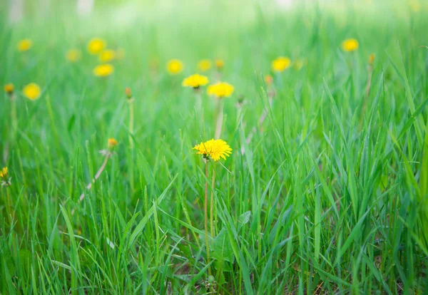 Paardebloem groeiende — Stockfoto