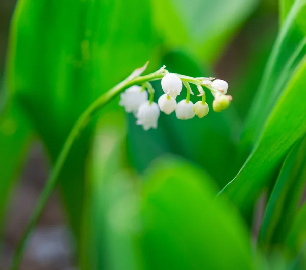 Blooming Lily-of-the-valley — Stock Photo, Image