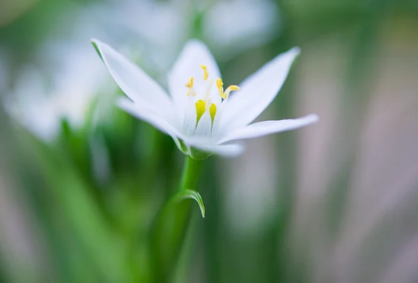 Vild vitlök blommor på våren — Stockfoto