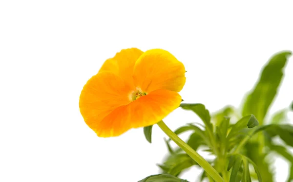 Pensé Blomma isolerade — Stockfoto