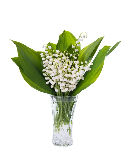 Lily of the valley isolated — Stock Photo, Image