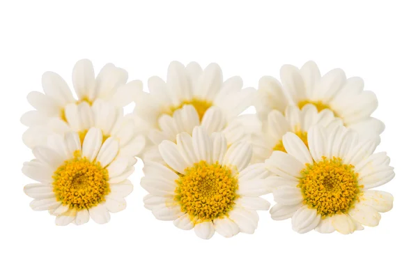 Chamomile flower — Stock Photo, Image