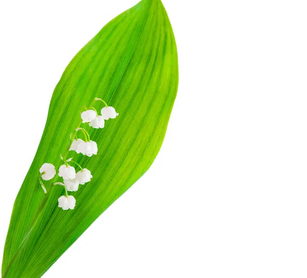 Lily of the valley isolated — Stock Photo, Image