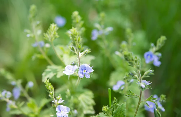 Forget me not field — Stock Photo, Image