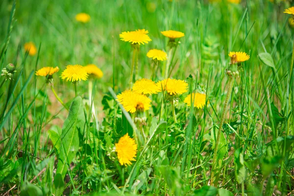 Kvetoucí Pampeliška — Stock fotografie