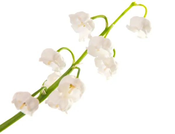 Lily of the valley isolated — Stock Photo, Image