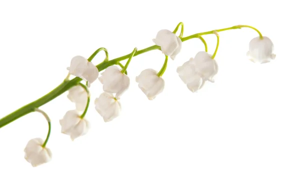 Lily of the valley isolated — Stock Photo, Image