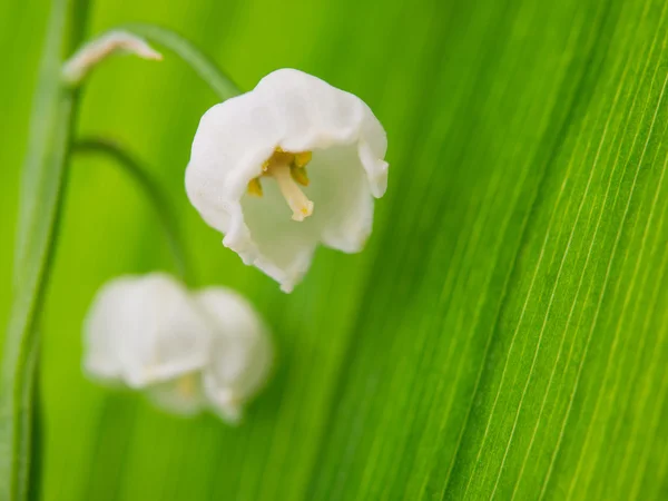 Lys de la vallée — Photo