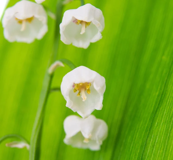 Lily van de vallei — Stockfoto