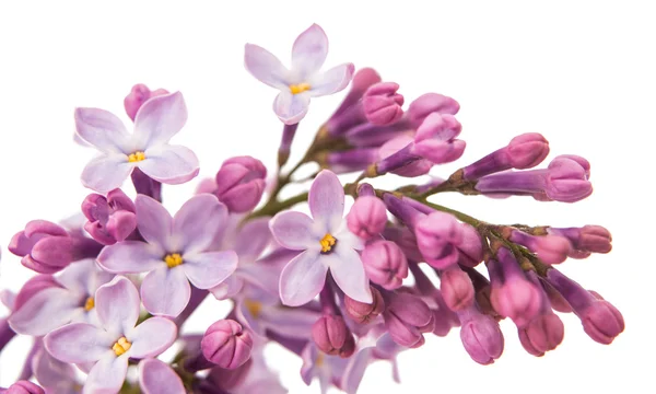 The beautiful lilac isolated — Stock Photo, Image