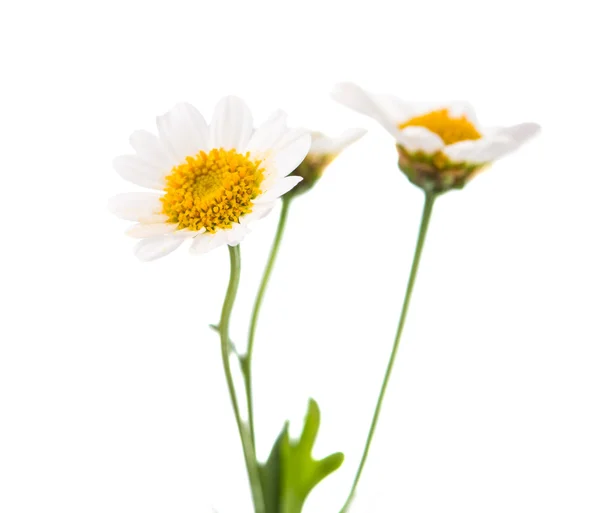 Daisy Royalty Free Stock Images