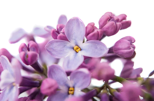 La hermosa lila — Foto de Stock