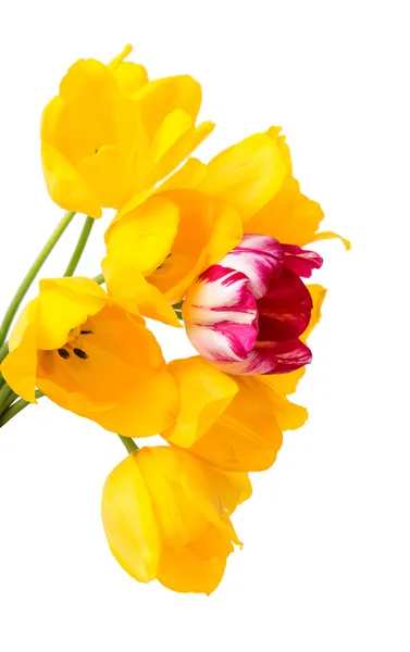 チューリップの花束 — ストック写真