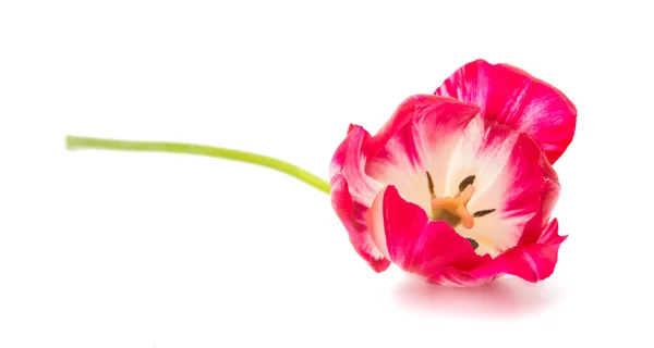 Bouquet of tulips — Stock Photo, Image