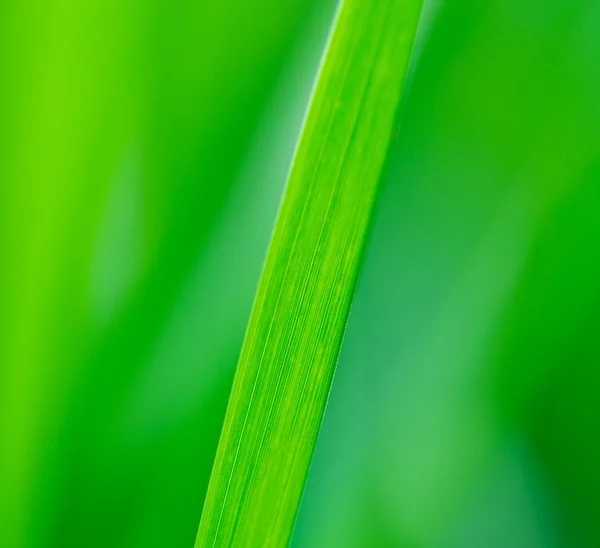 Hierba verde fresca . — Foto de Stock