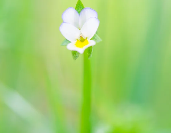 Flower pansies — Stock Photo, Image