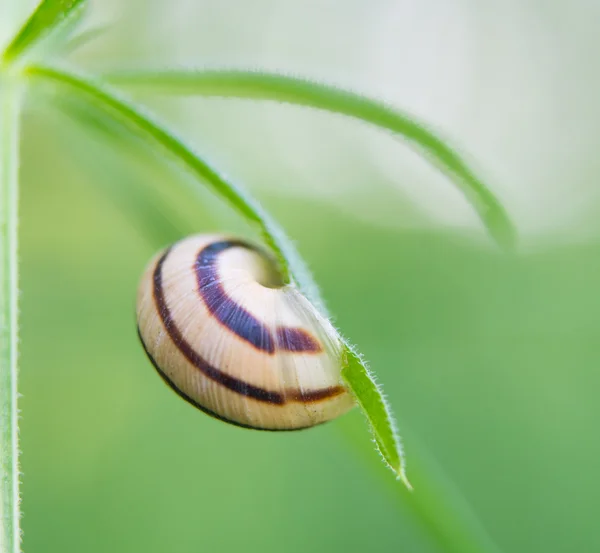 Caracol na lâmina — Fotografia de Stock