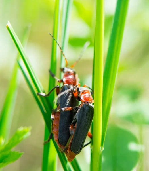 Beetle on grass. — Stock Photo, Image