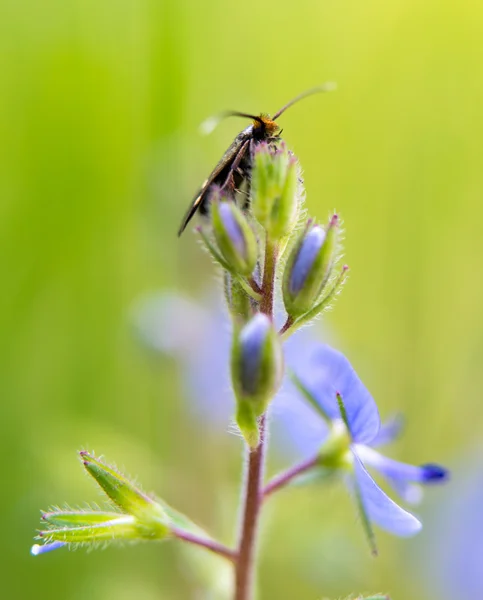 Insekt på blommor — Stockfoto