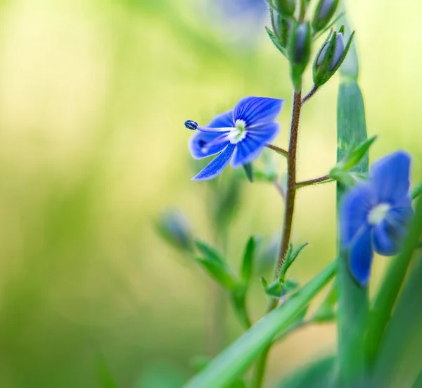 Forget me not field — Stock Photo, Image