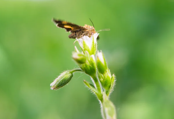 Macro mariposa — Foto de Stock