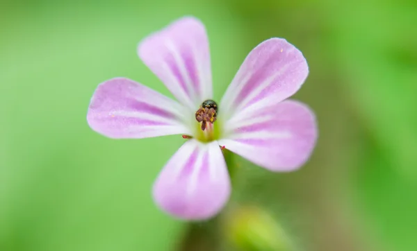 Malá květina, kvetoucí — Stock fotografie