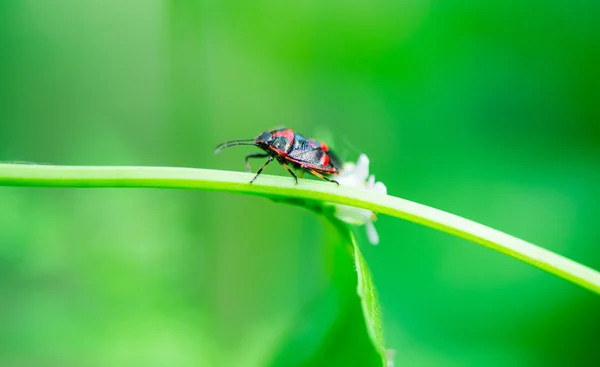 Kever op gras — Stockfoto