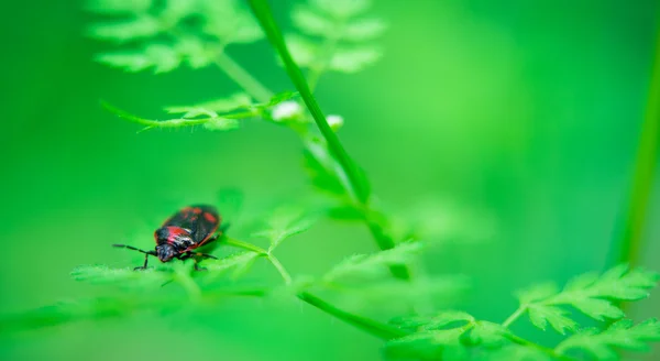 Escarabajo en la hierba — Foto de Stock