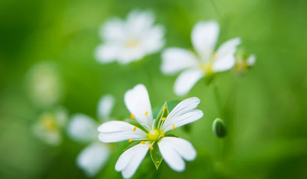 Flor blanca —  Fotos de Stock