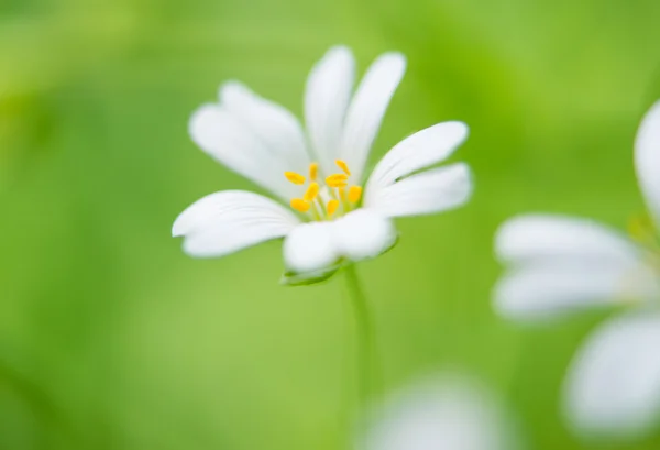 Flower white — Stock Photo, Image