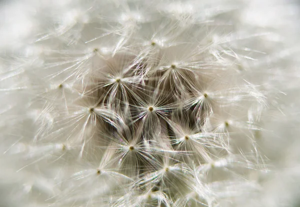 Dandelion abstrato close-up fundo — Fotografia de Stock