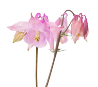 izole çan çiçekleri