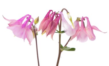 izole çan çiçekleri