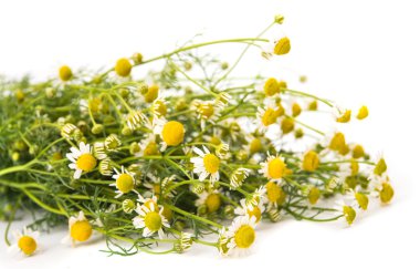 Medical chamomile