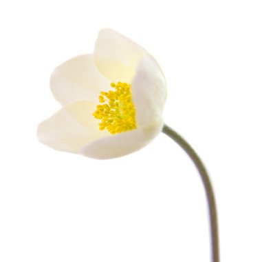 beyaz çiçek anemon dubravnaya