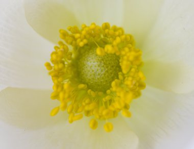 arka beyaz windflower yaktı