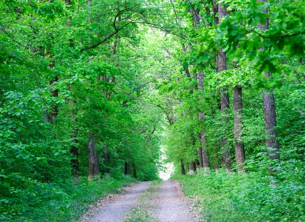 Trees in a green forest — Stock Photo, Image